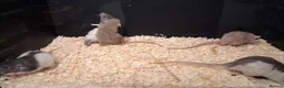 Rat rodents for sale: Baby Dumbo Rat's, various types  - Advert 11