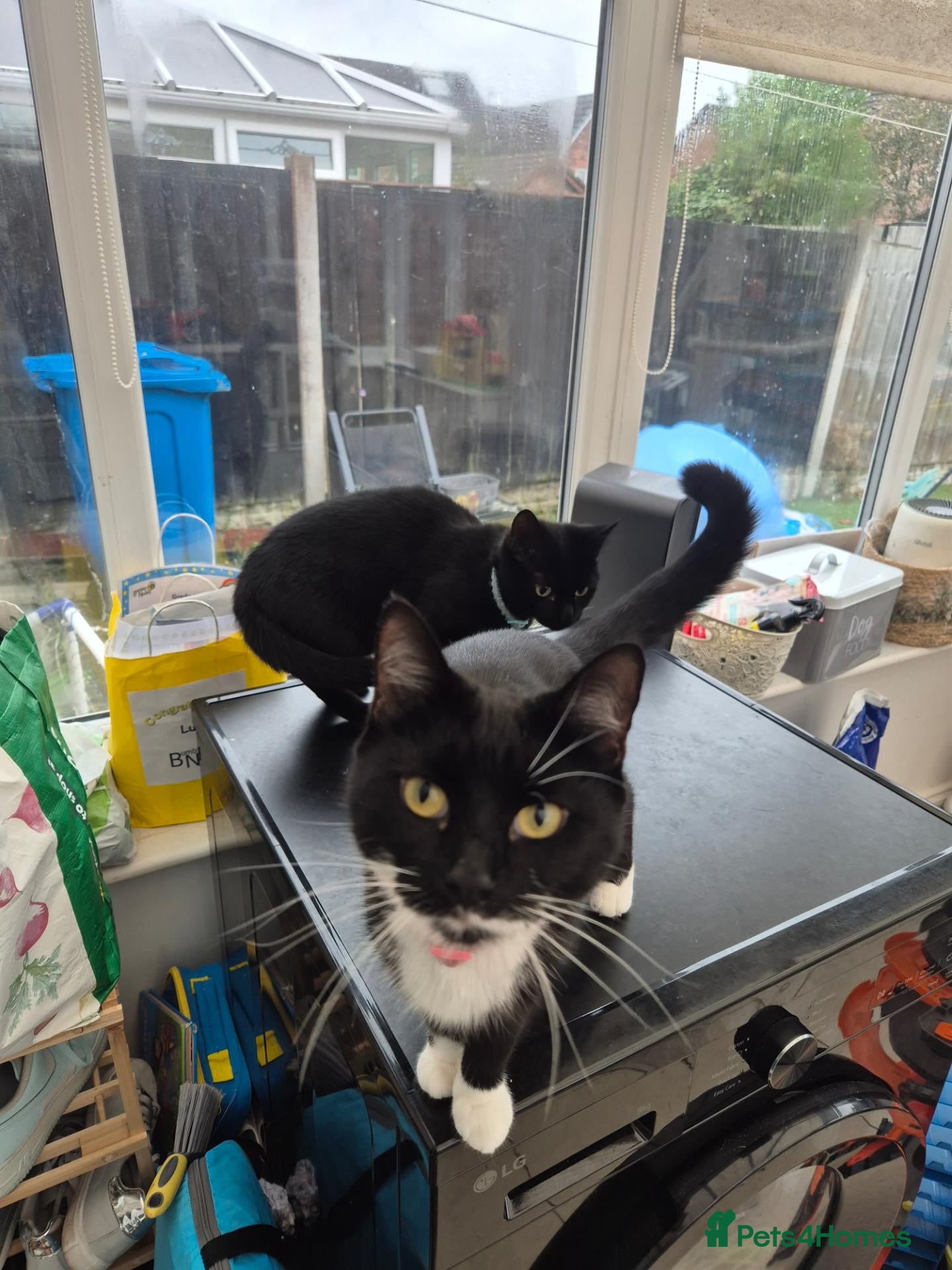 Mixed Breed cats Two beautiful 1 year old cats. - Advert 8