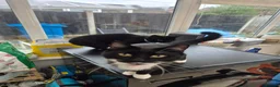 Mixed Breed cats for sale: Two beautiful 1 year old cats. - Advert 1