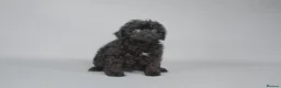 Cavapoo dogs for sale: Cavapoo puppies for sale  - Advert 18