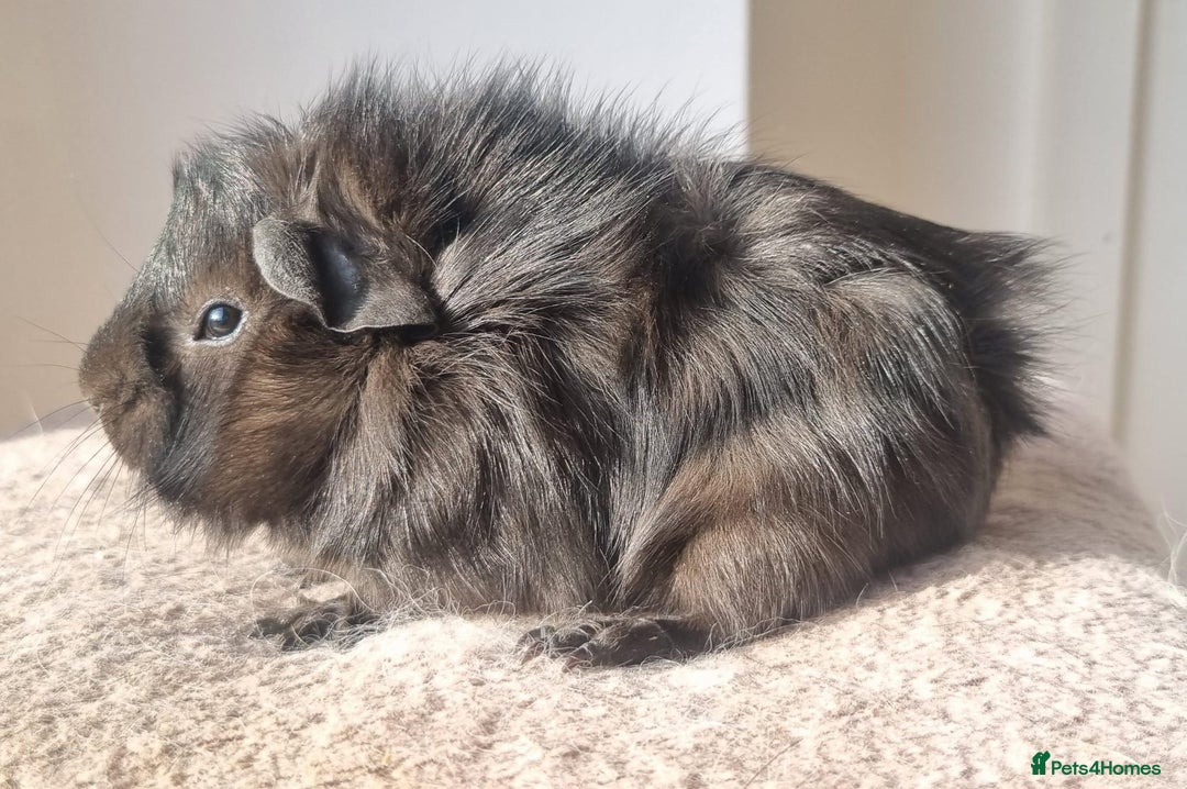 Guinea Pig rodents for sale: beautiful pair of friendly boys - Advert 7