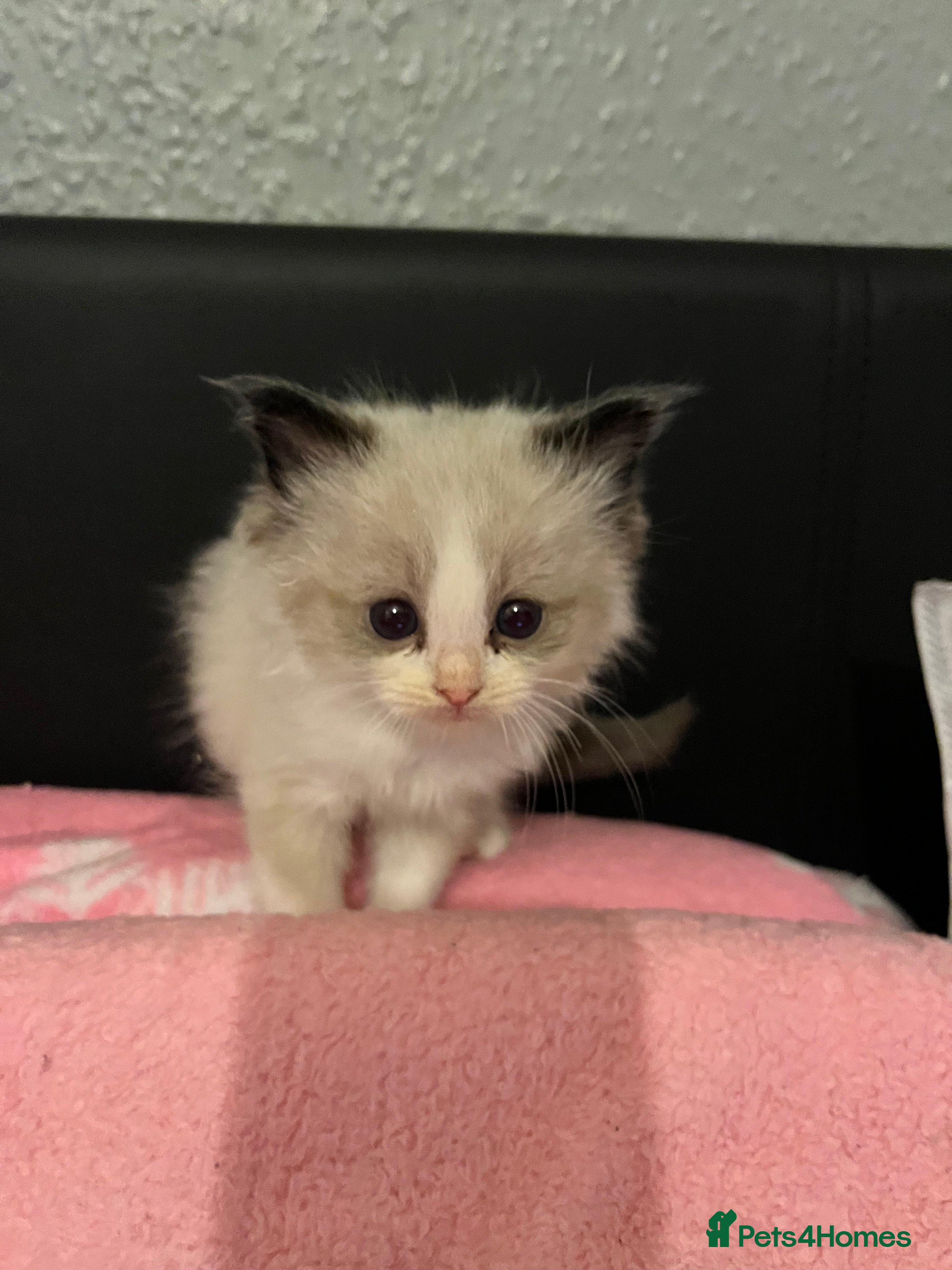 Ragdoll cats Seal mitted boy ragdoll kitten - Advert 6