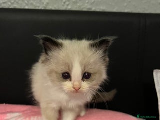 Ragdoll cats Seal mitted boy ragdoll kitten - Advert 6