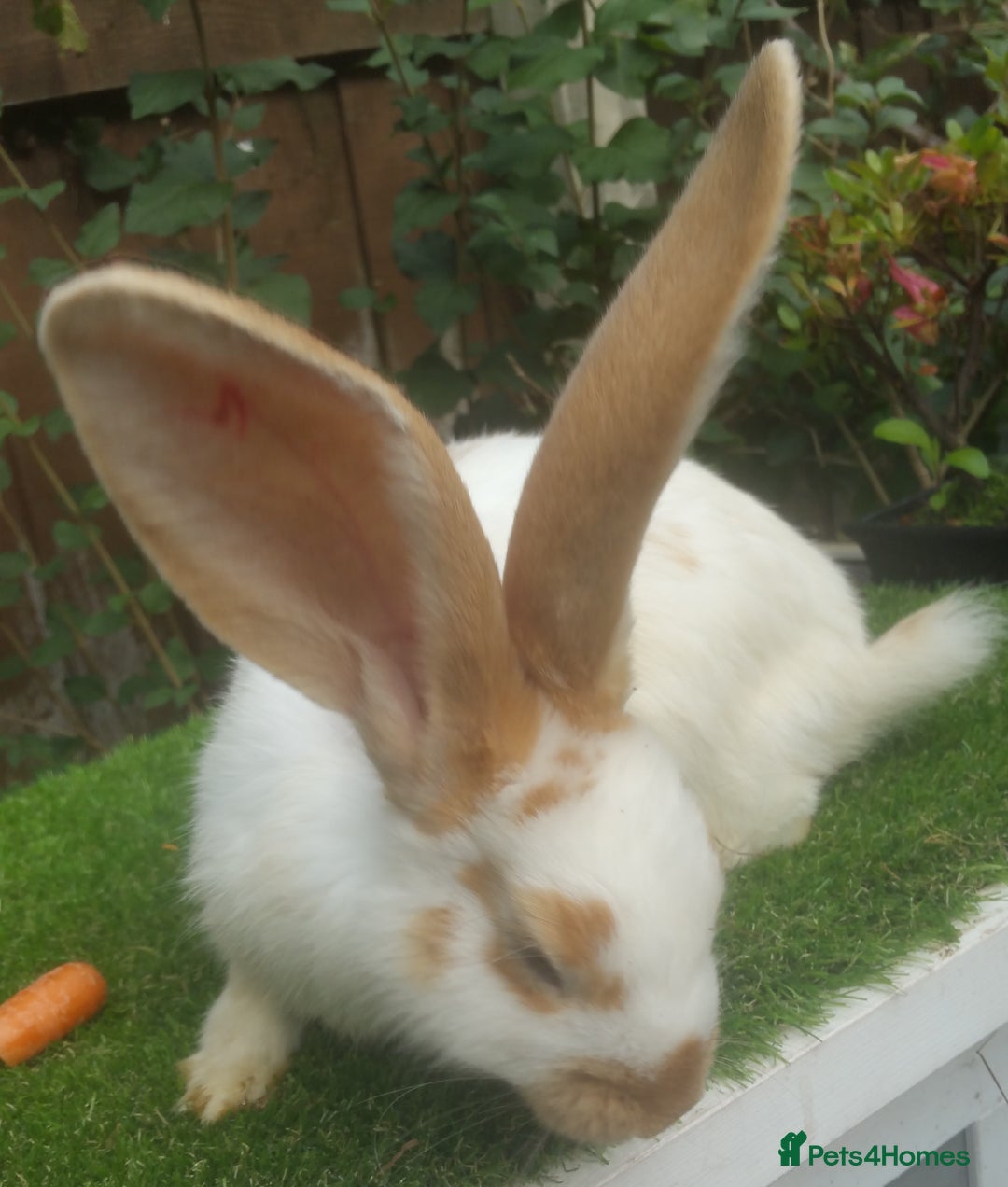 Giant Papillon rabbits for sale: Pure Giant Papillon Kits - Vaccinated - RESERVE - Image 12