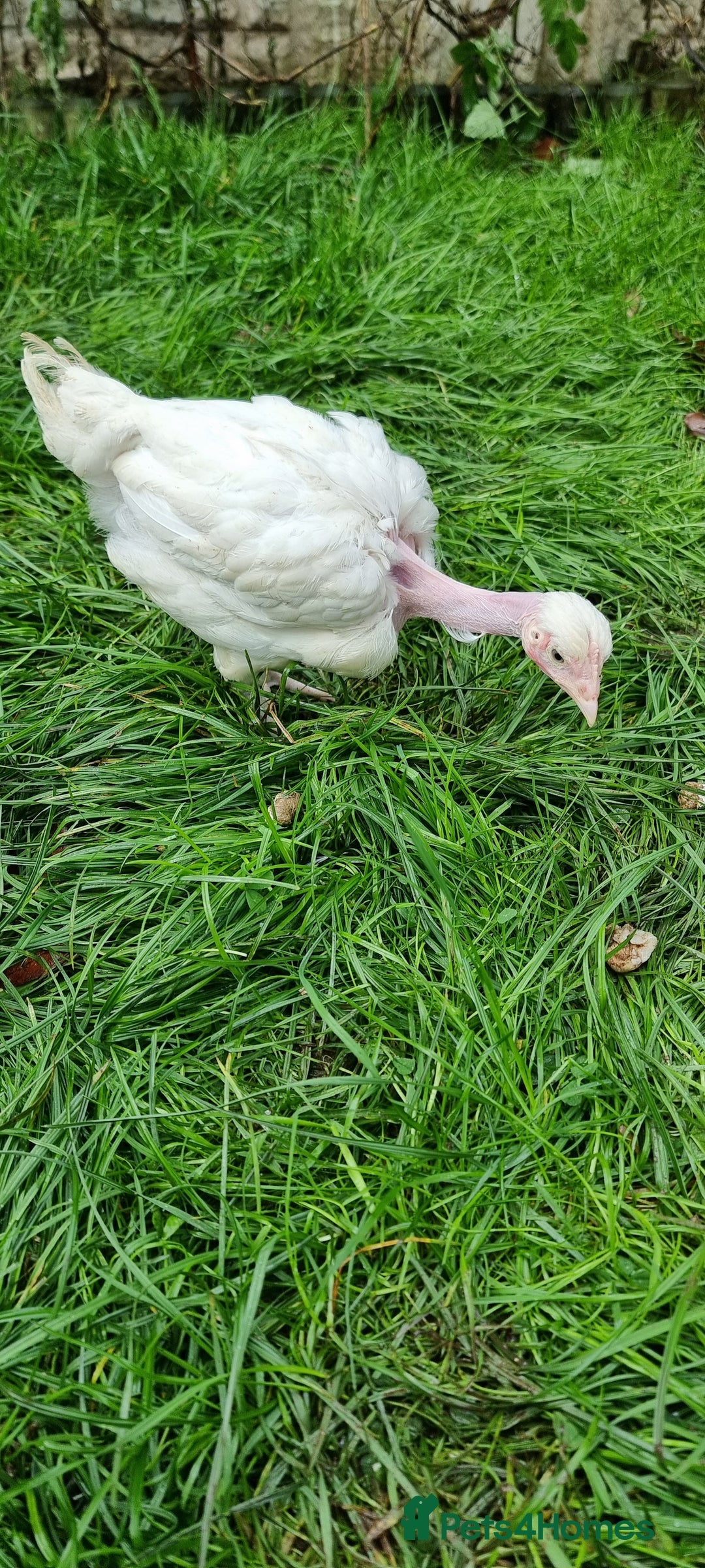 Chickens poultry for sale: Transylvanian Naked Neck Chicks - Image 12