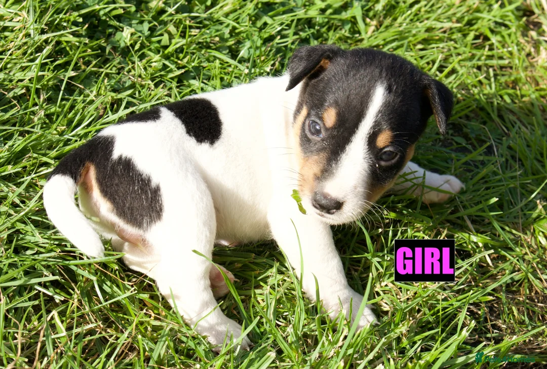 Jack Russell dogs for sale: Jack Russell Puppies for sale - Advert 2