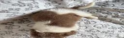 Border Collie dogs for sale: 1 Stunning Rough Coated Girl - Advert 5
