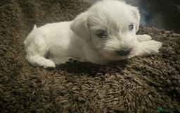 Miniature Schnauzer dogs for sale: Adorable white schnauzer puppies- ready soon! - Image 28