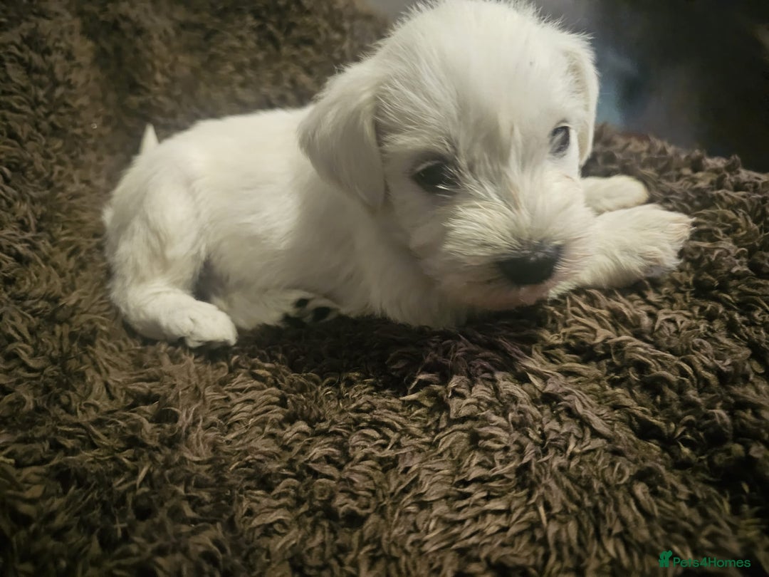 Miniature Schnauzer dogs for sale: Adorable white schnauzer puppies- ready soon! - Image 28