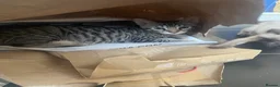 Bengal cats for sale: ♥️IAM ❤️WATCH ALL MY VIDEOS👀FOR MUMMY OR DADDY ❤️ - Advert 7