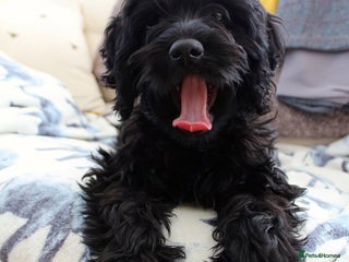 Cockapoo dogs Beautiful 7Month-Old Cockapoo Mia - Advert 2