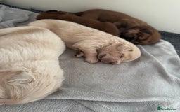 Tibetan Mastiff dogs for sale: Chinese Tibetan mastiff pups  - Image 12