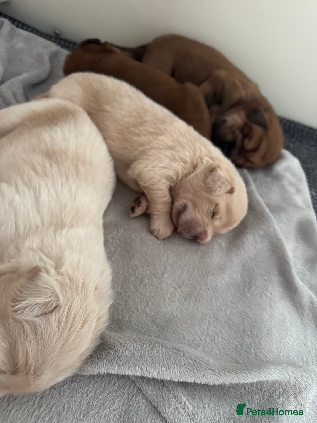 Tibetan Mastiff dogs for sale: Chinese Tibetan mastiff pups  - Image 12