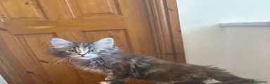 Maine Coon 5