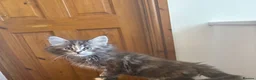 Maine Coon cats for sale: Gorgeous kittens  - Advert 29