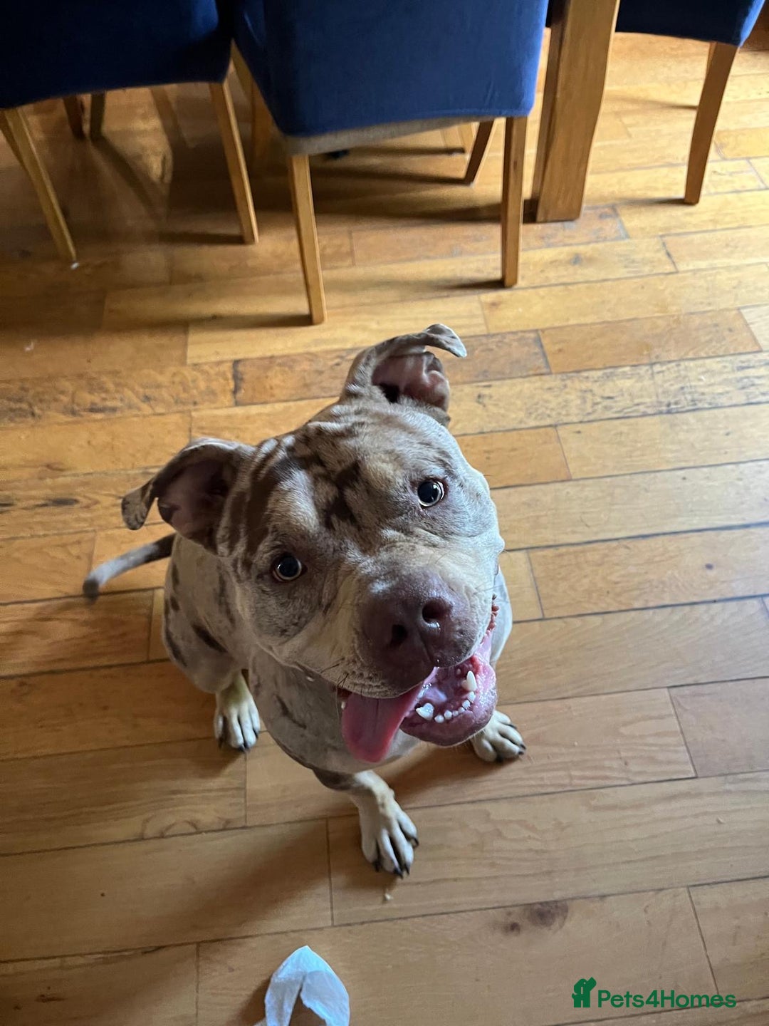 Mixed Breed dogs for sale: Female~ Ruby - Image 1