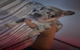 French Bulldog dogs for sale: Pedagree & KC registered French bulldog - Image 18