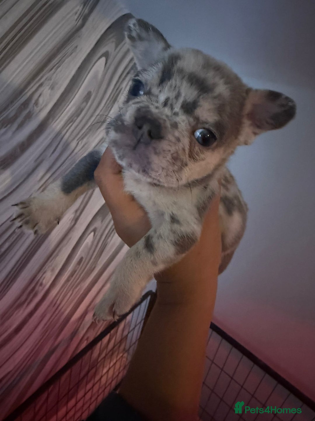 French Bulldog dogs for sale: Pedagree & KC registered French bulldog - Image 18