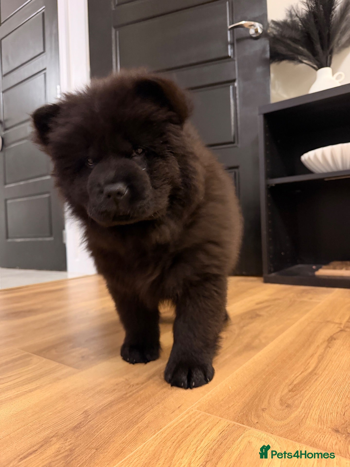 Chow Chow dogs for sale: Chow chow female puppy  - Advert 11