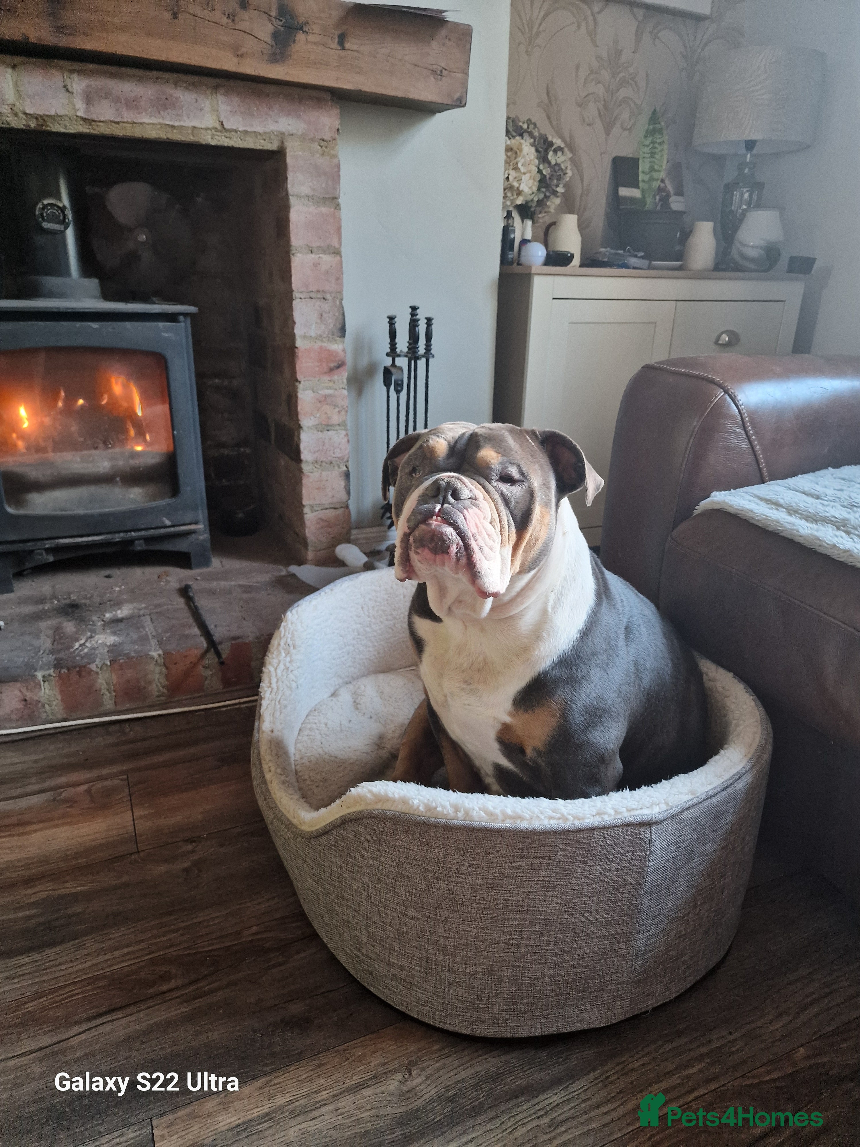 Old Tyme Bulldog dogs Free to good home - Advert 1