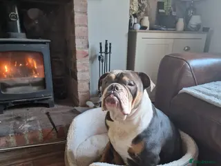 Old Tyme Bulldog dogs Free to good home - Advert 1