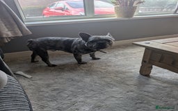 French Bulldog dogs for sale: French bulldog looking for new home - Image 2