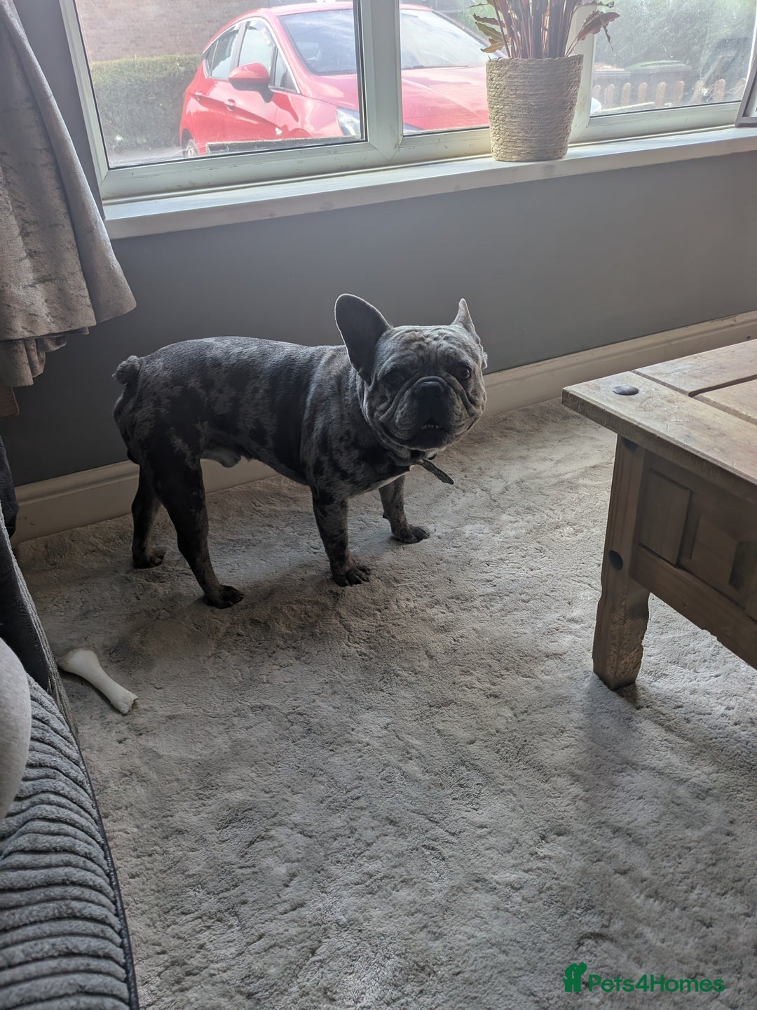 French Bulldog dogs for sale: French bulldog looking for new home - Image 2