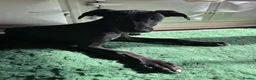 Whippet dogs for sale: Gorgeous family dogs looking for loving homes  - Advert 5