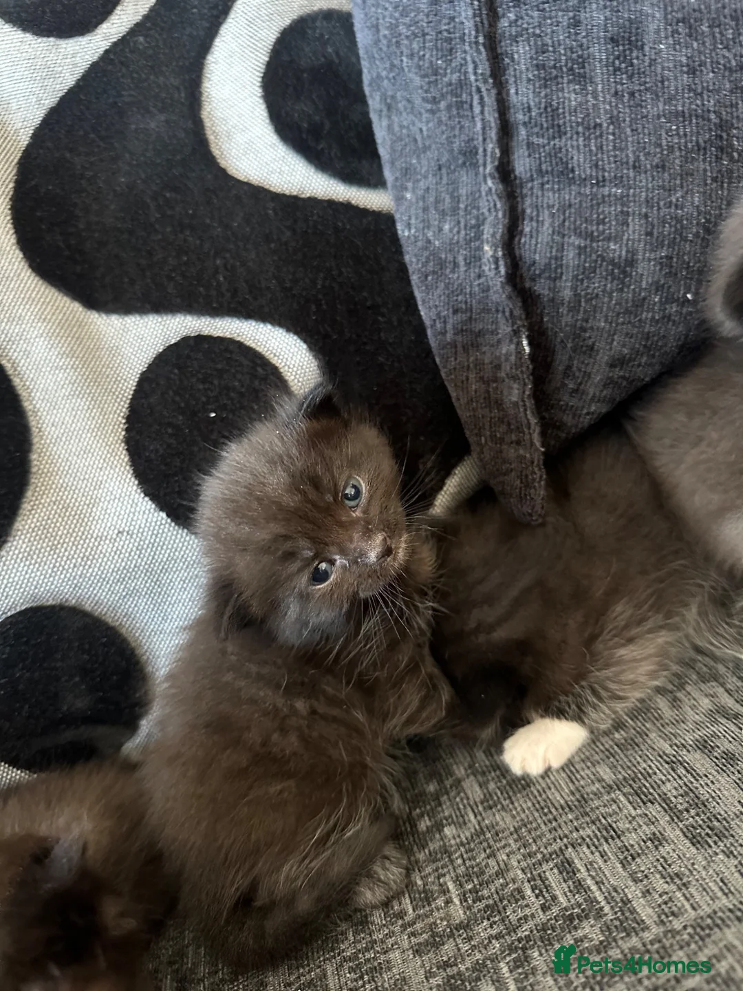 Mixed Breed cats for sale: Beautiful black and white kittens  - Advert 2