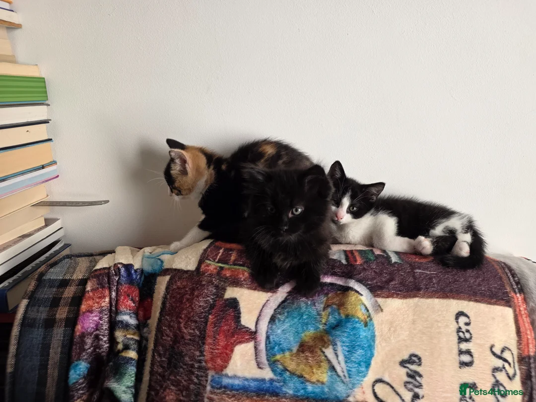 Mixed Breed cats for sale: Black fluffy ball 9 weeks old.  - Advert 4