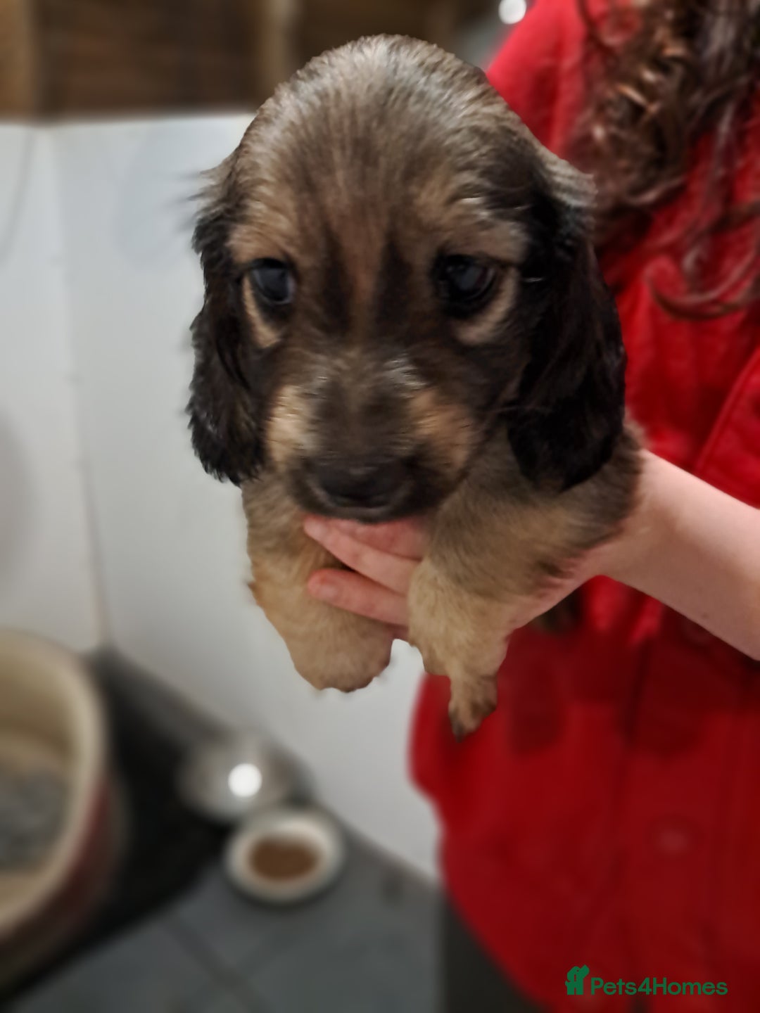 Miniature Dachshund dogs for sale: Minature long haired daschunds  - Advert 8