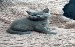 British Shorthair cats for sale: 🐾 GCCF Registered British longhair  Kittens ✨ - Image 11