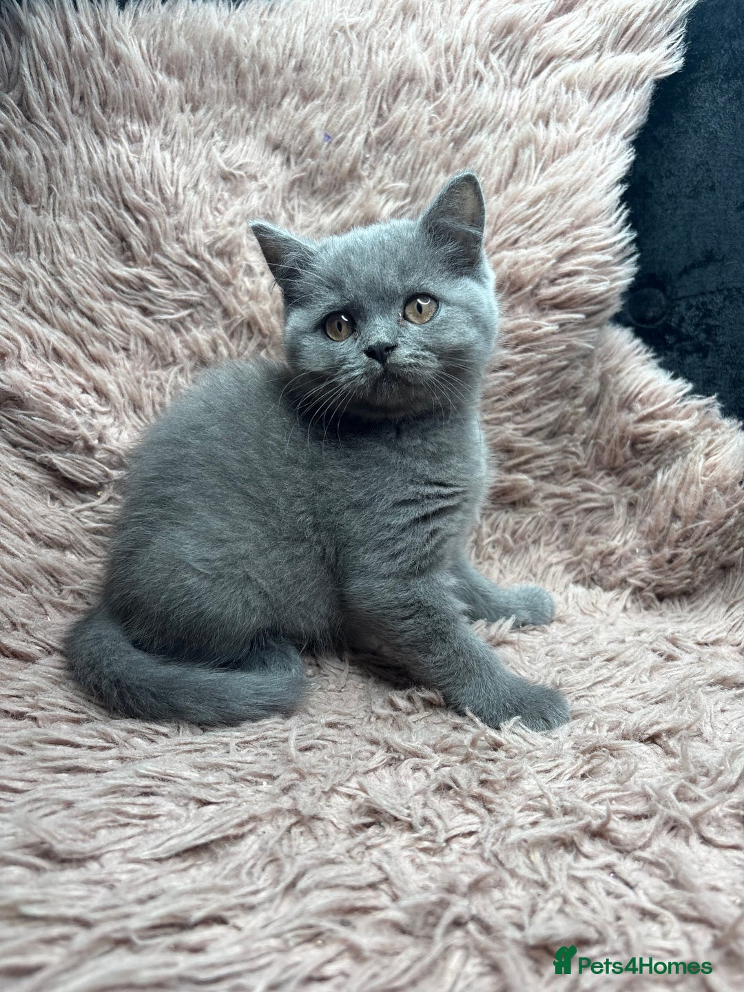 British Shorthair cats for sale: 🐾 GCCF Registered British longhair  Kittens ✨ - Image 11