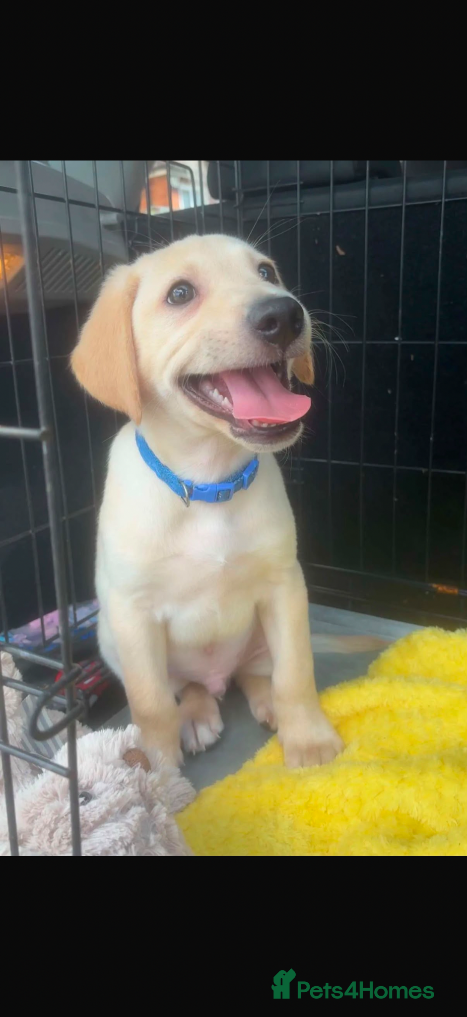 Goldador dogs GOLDEN LAB RETRIEVER - Advert 18