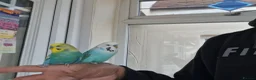 Budgerigars birds for sale: Super Silly hand tamed budgies  - Advert 17