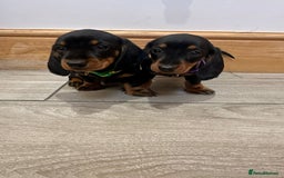 Miniature Dachshund dogs for sale: Miniature dachshund  - Image 5