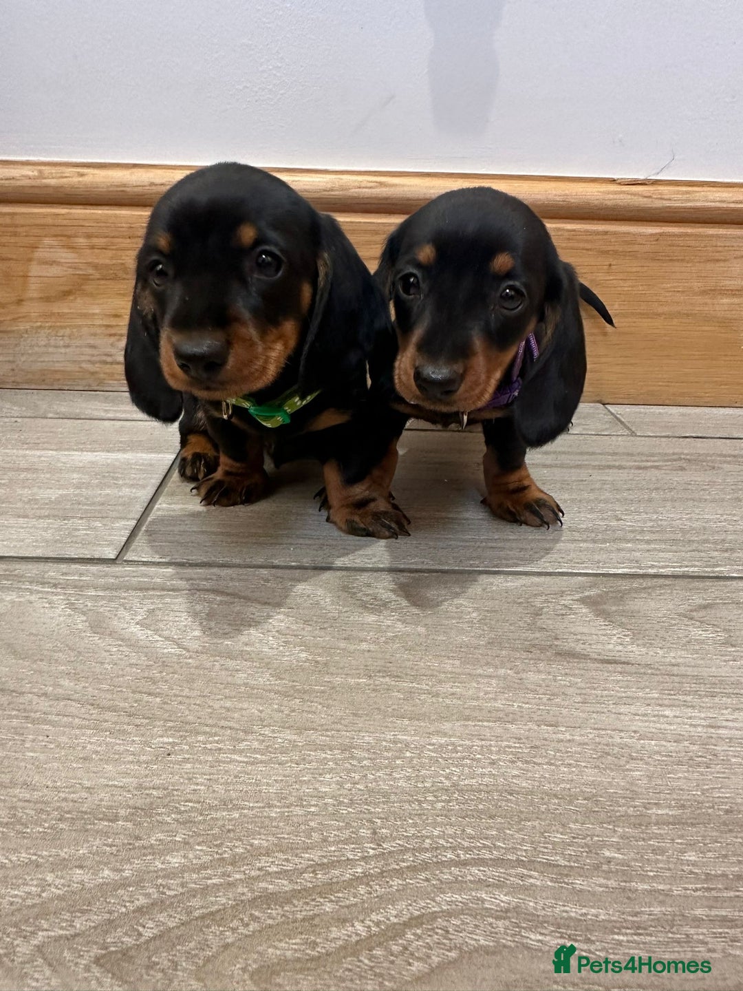 Miniature Dachshund dogs for sale: Miniature dachshund  - Image 5