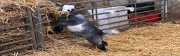 Goats livestock for sale: Castrated male Pygmy goat & intact Boer billy goat - Advert 9