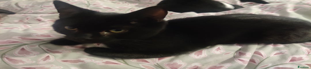 Black kitten