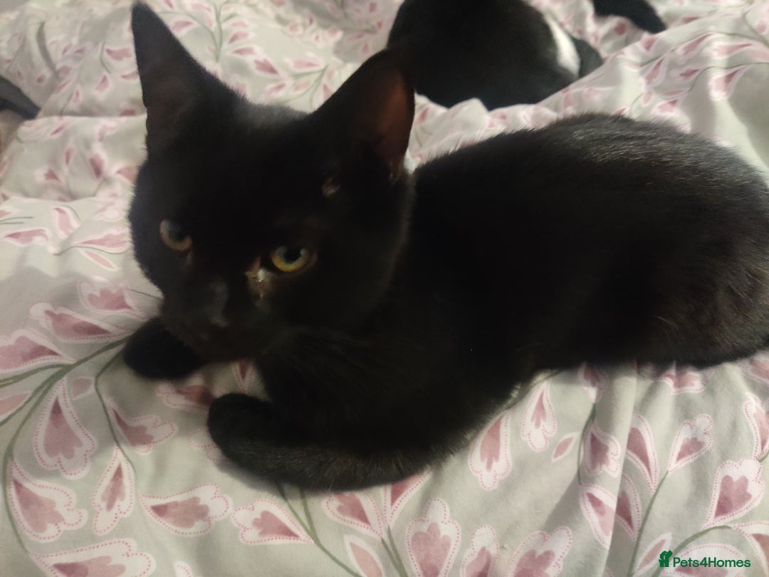 Domestic Shorthair cats for sale: Ginger, black+white kittens 5 months old for sale - Image 2