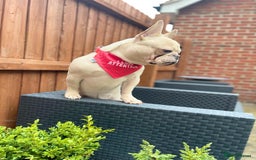 French Bulldog dogs for stud: 🌟🔥LILAC PLATINUM KC REG FRENCH BULLDOG STUD🔥🌟 in Uxbridge - Image 18