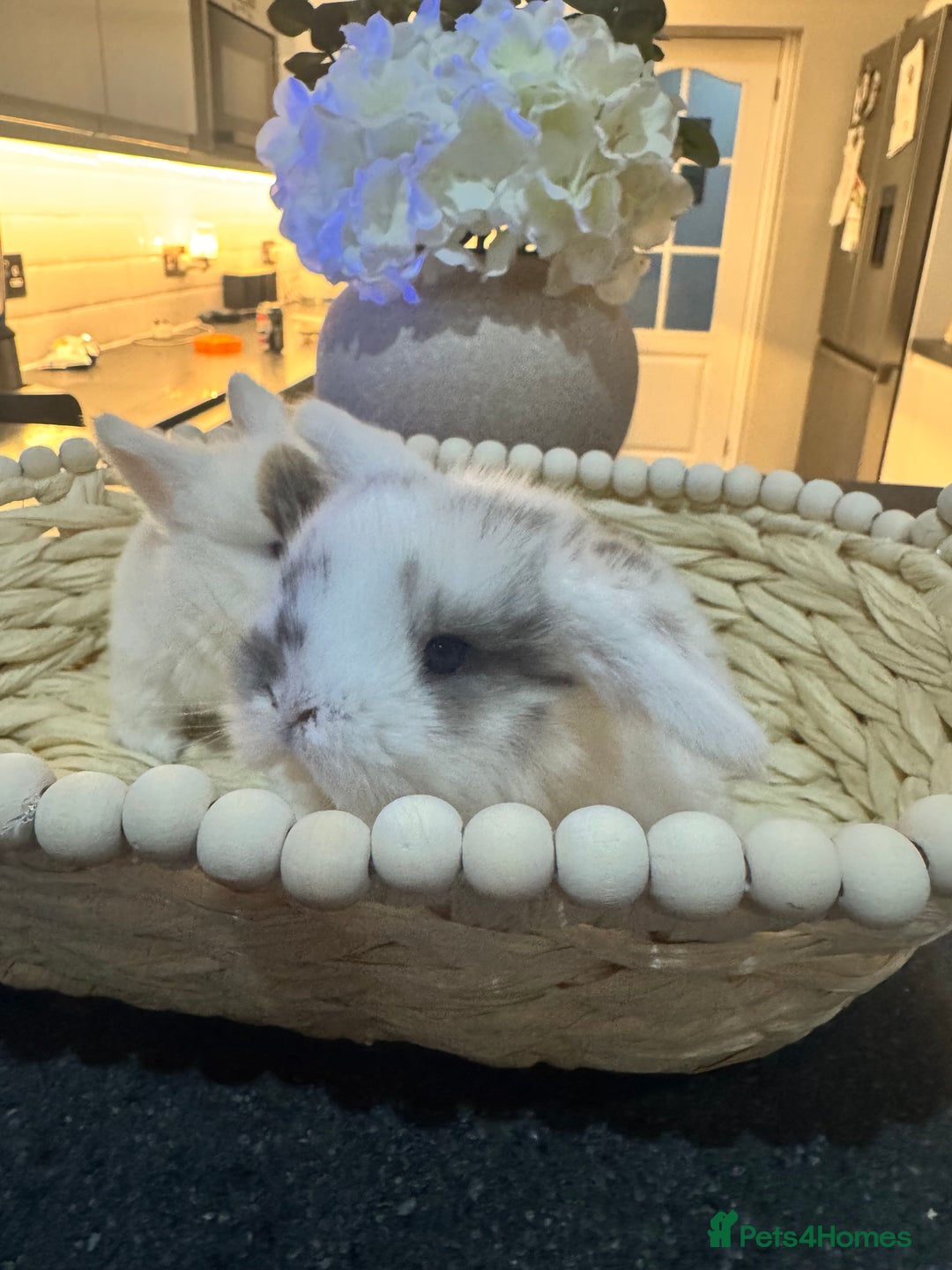 Mini Lop rabbits for sale: Mini lop babies  - Advert 3