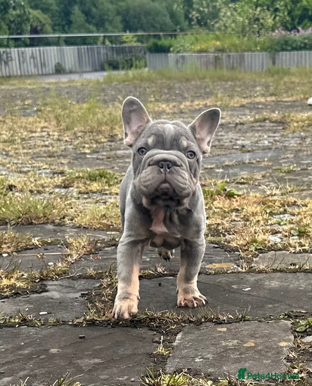 French Bulldog dogs for stud: Visual Big 🧶 Fluffy Stud in Abertillery - Image 19
