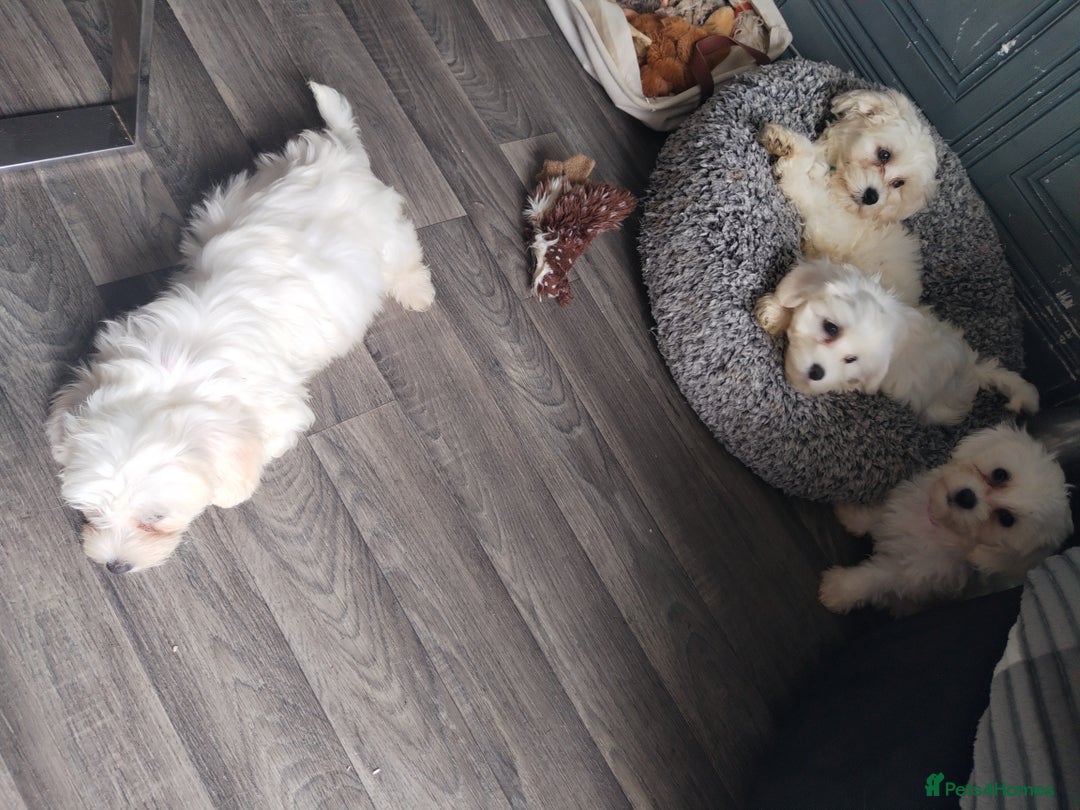 Maltese dogs for sale: Adorable Maltese Puppies for Sale.! - Image 6