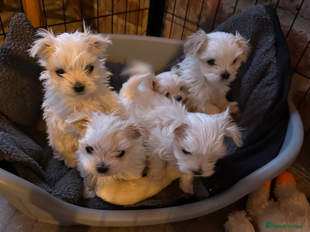 Maltese dogs for sale: Kennel Club registered pretty Maltese puppies - Advert 1