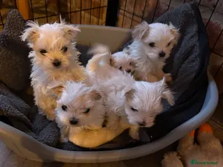 Maltese dogs Kennel Club registered pretty Maltese puppies - Advert 4