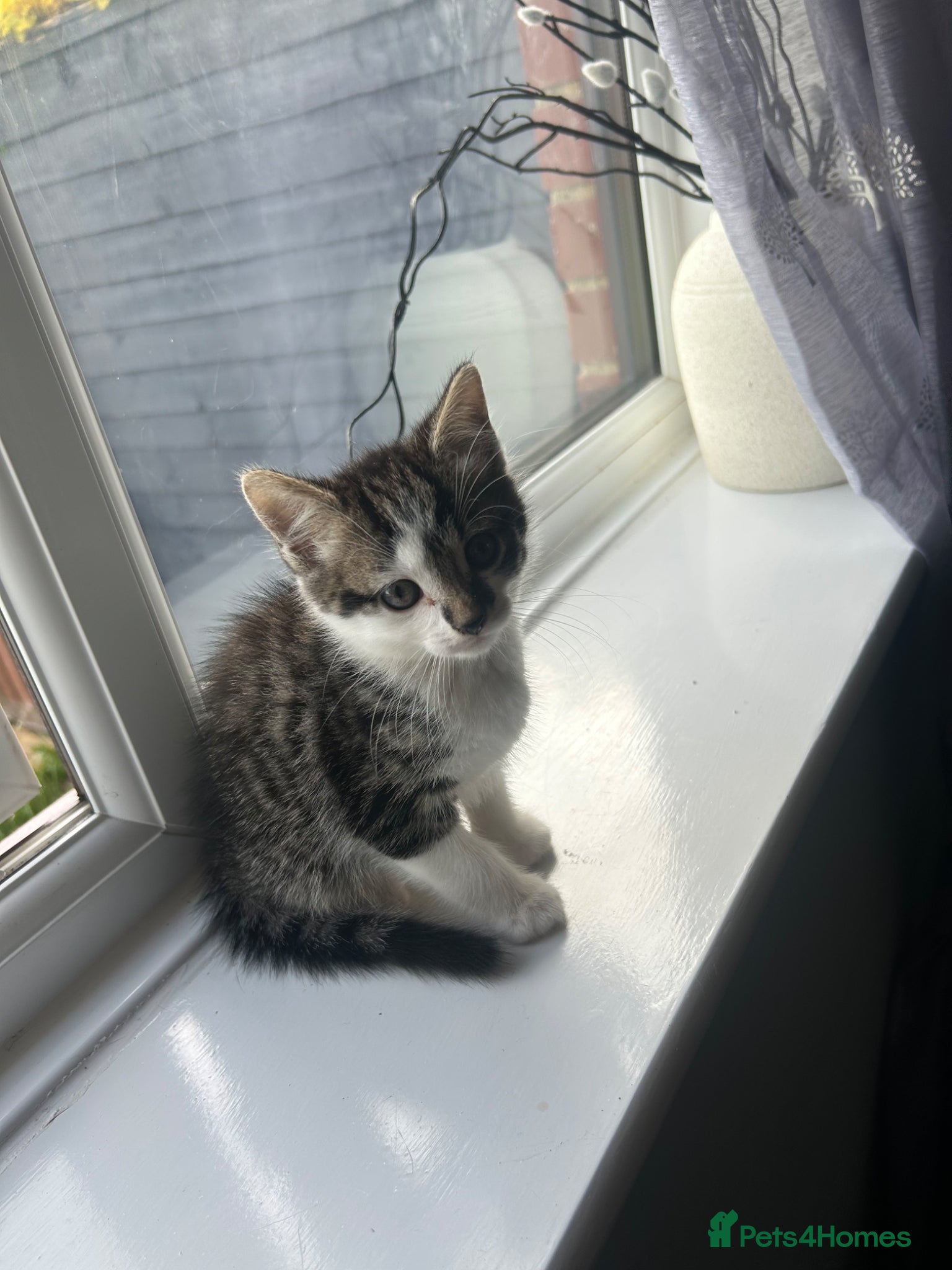 Mixed Breed cats Variety of 2 beautiful kittens 🐱  - Advert 19