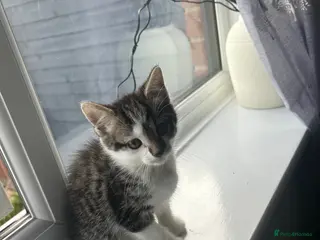 Mixed Breed cats Variety of 2 beautiful kittens 🐱 - Advert 19