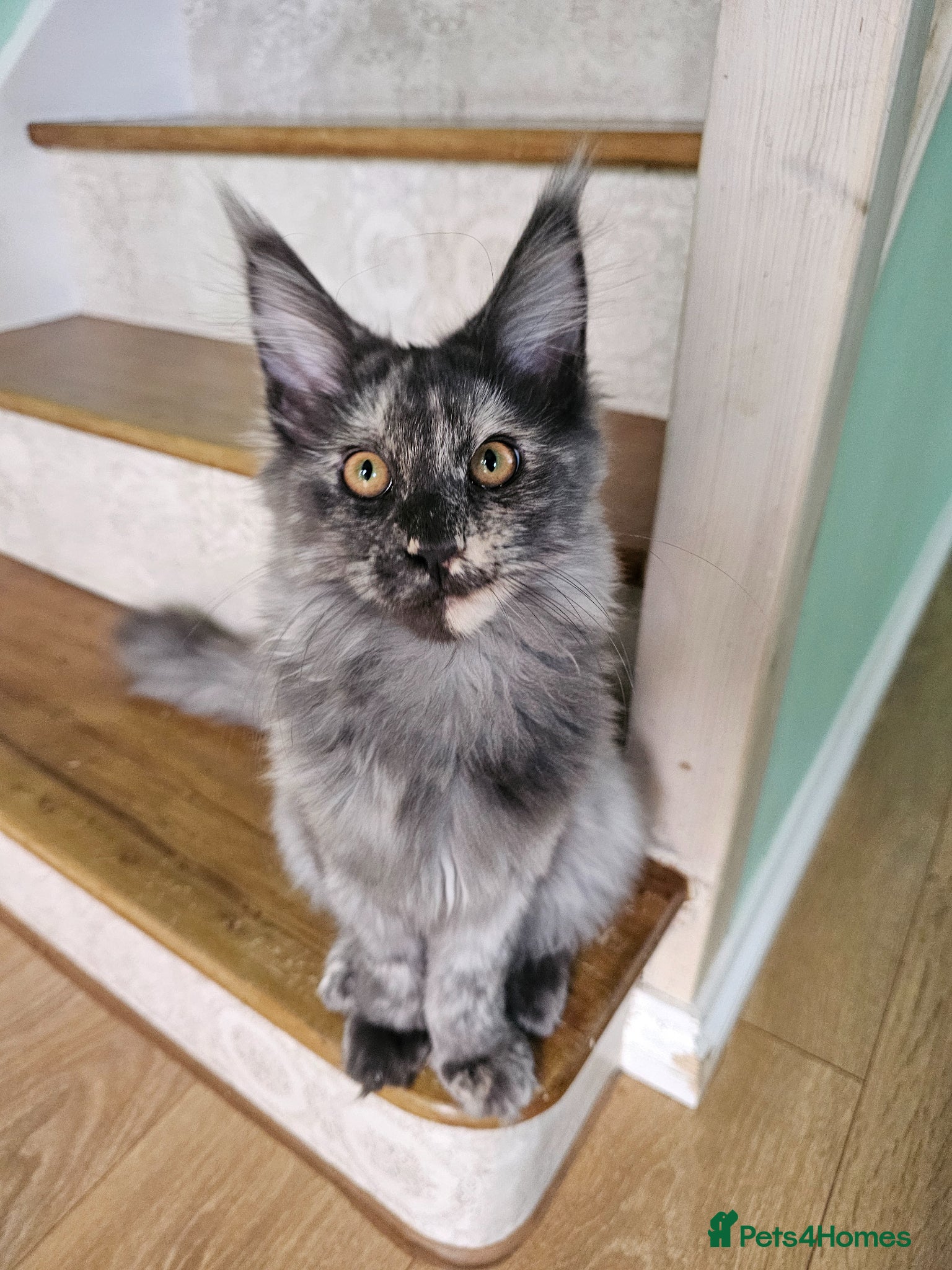 Maine Coon cats Exceptional Pedigree Maine Coon Kittens - Advert 13