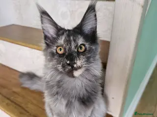 Maine Coon cats Exceptional Pedigree Maine Coon Kittens - Advert 1